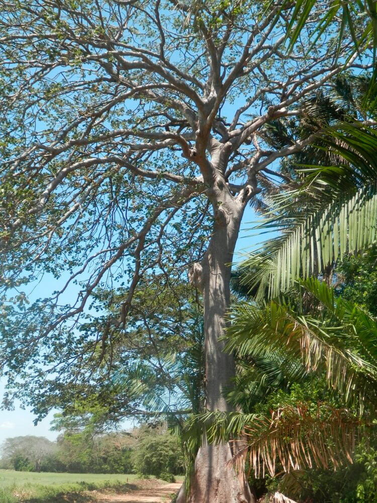 Árbol de Guanacaste blanco.