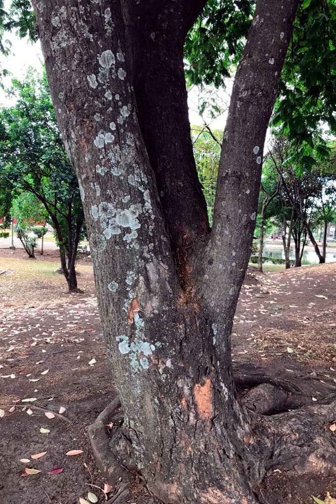 Árbol con líquenes en zona rural