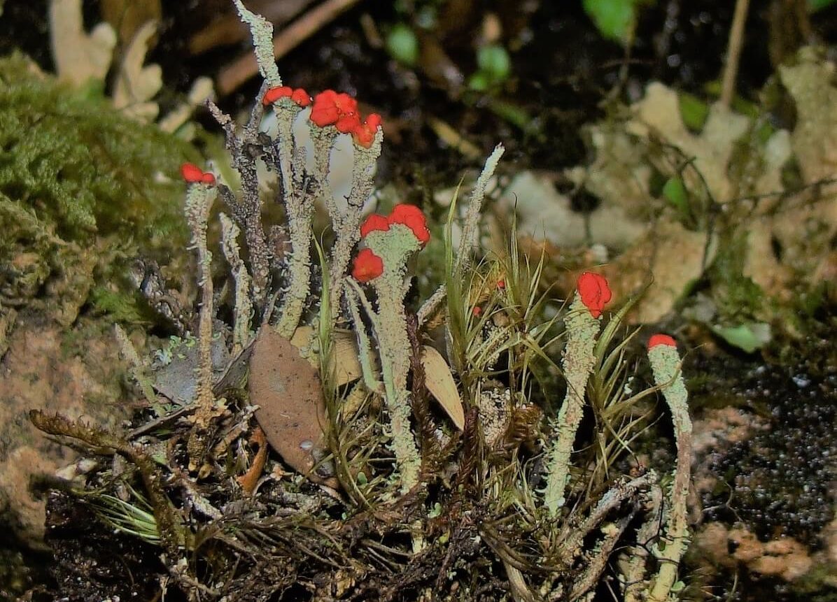 Liquen fruticoso (Cladonia didyma.)