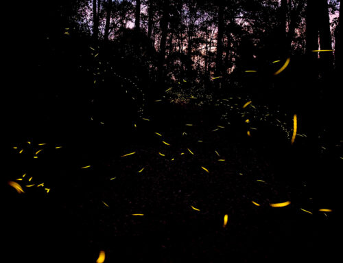 La magia de las luciérnagas