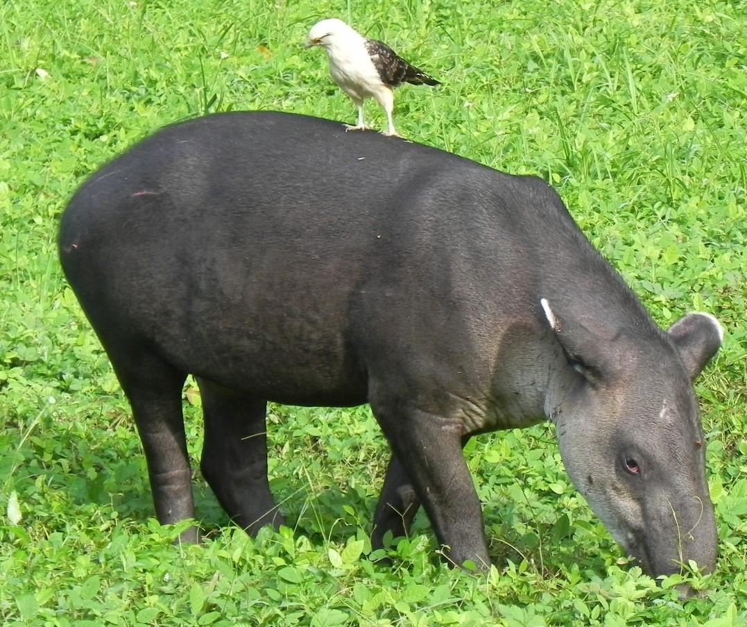 Danta de Costa Rica (Tapirus bairdii)