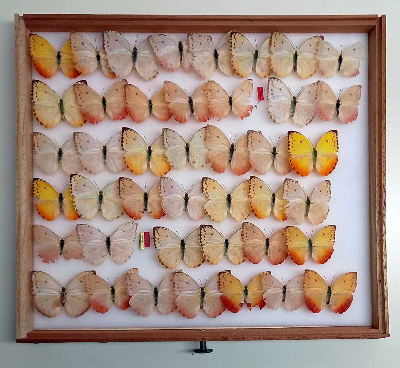 Mariposas de la especie Phoebis philea