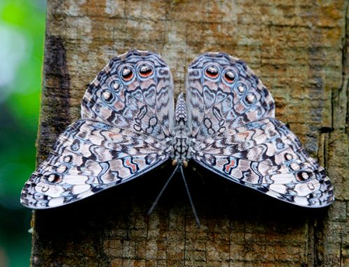 Mariposas Tronadoras