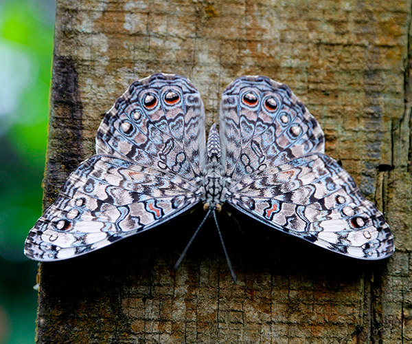 Mariposa tronadora