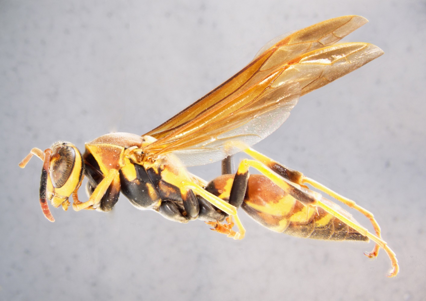 Polistes instabilis