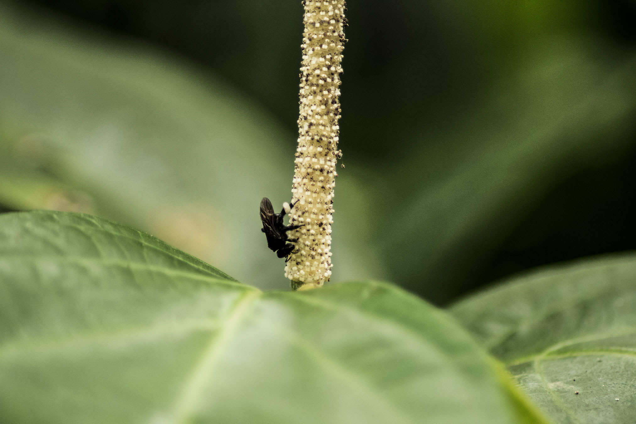Las abejas necesitan tener acceso a polen, néctar, agua, refugio, resinas y aceites, por lo que no pueden prosperar en cualquier ambiente.