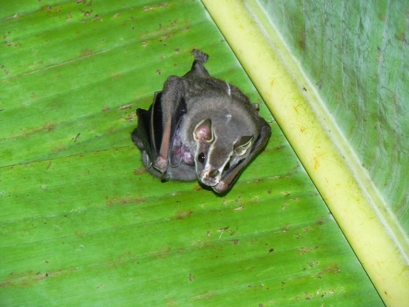 Murciélago Uroderma Bilobatum