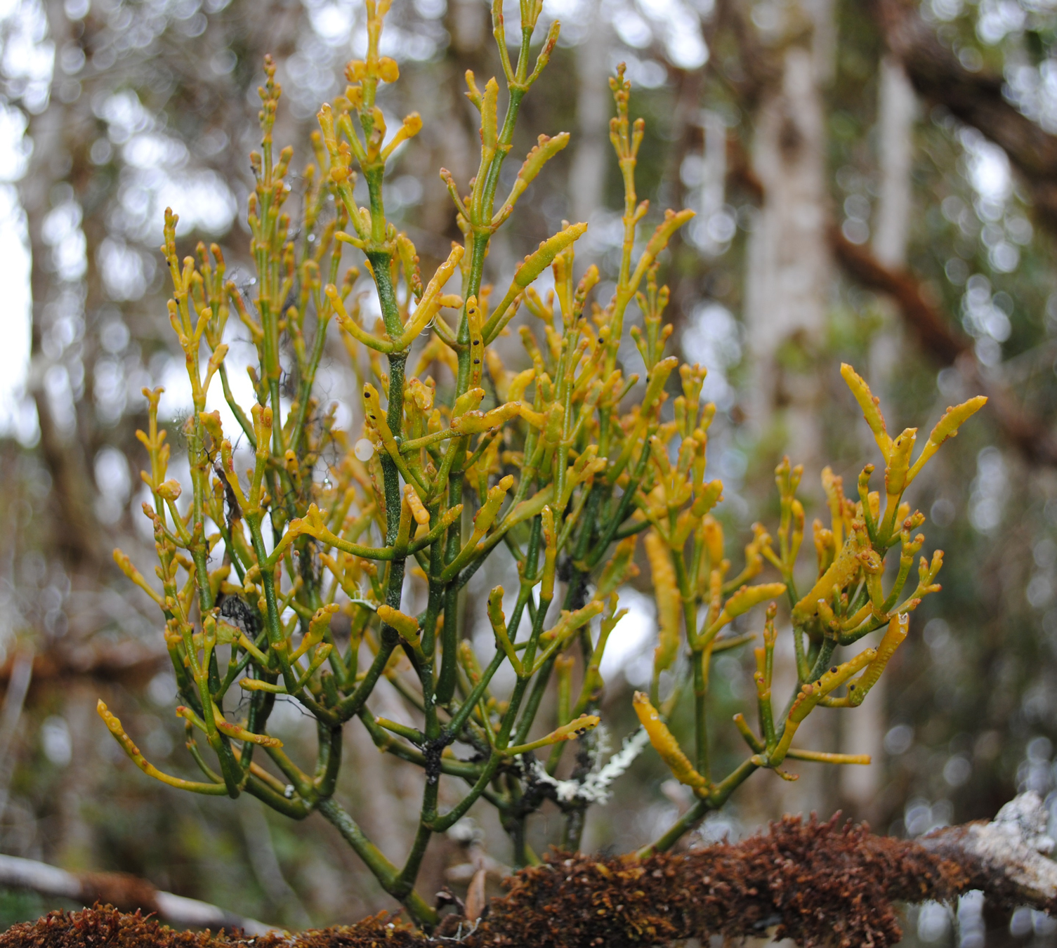 Phoradendron squamigerum. Fotografía: S. Lobo.