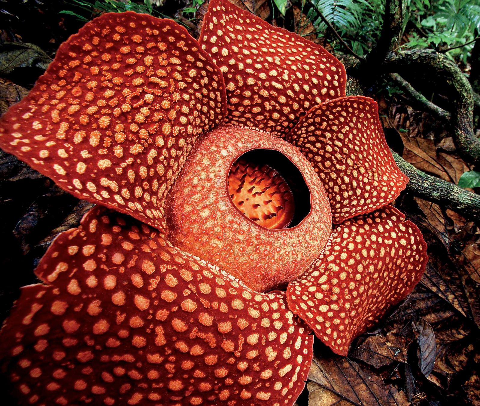 Flor de Rafflesia arnoldii