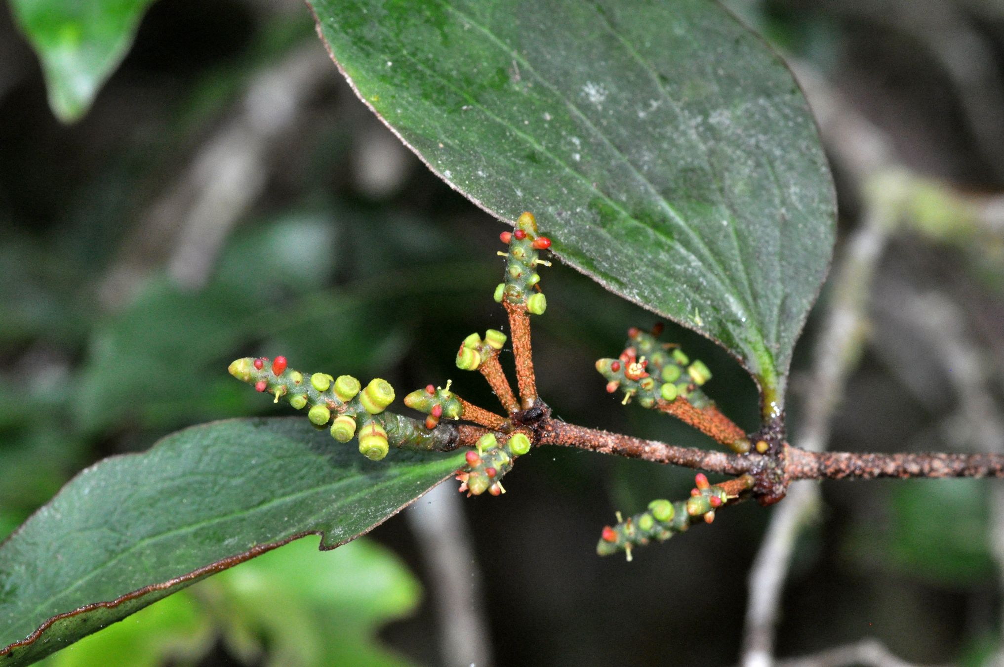 Oryctanthus occidentalis. Fotografía: S. Lobo.