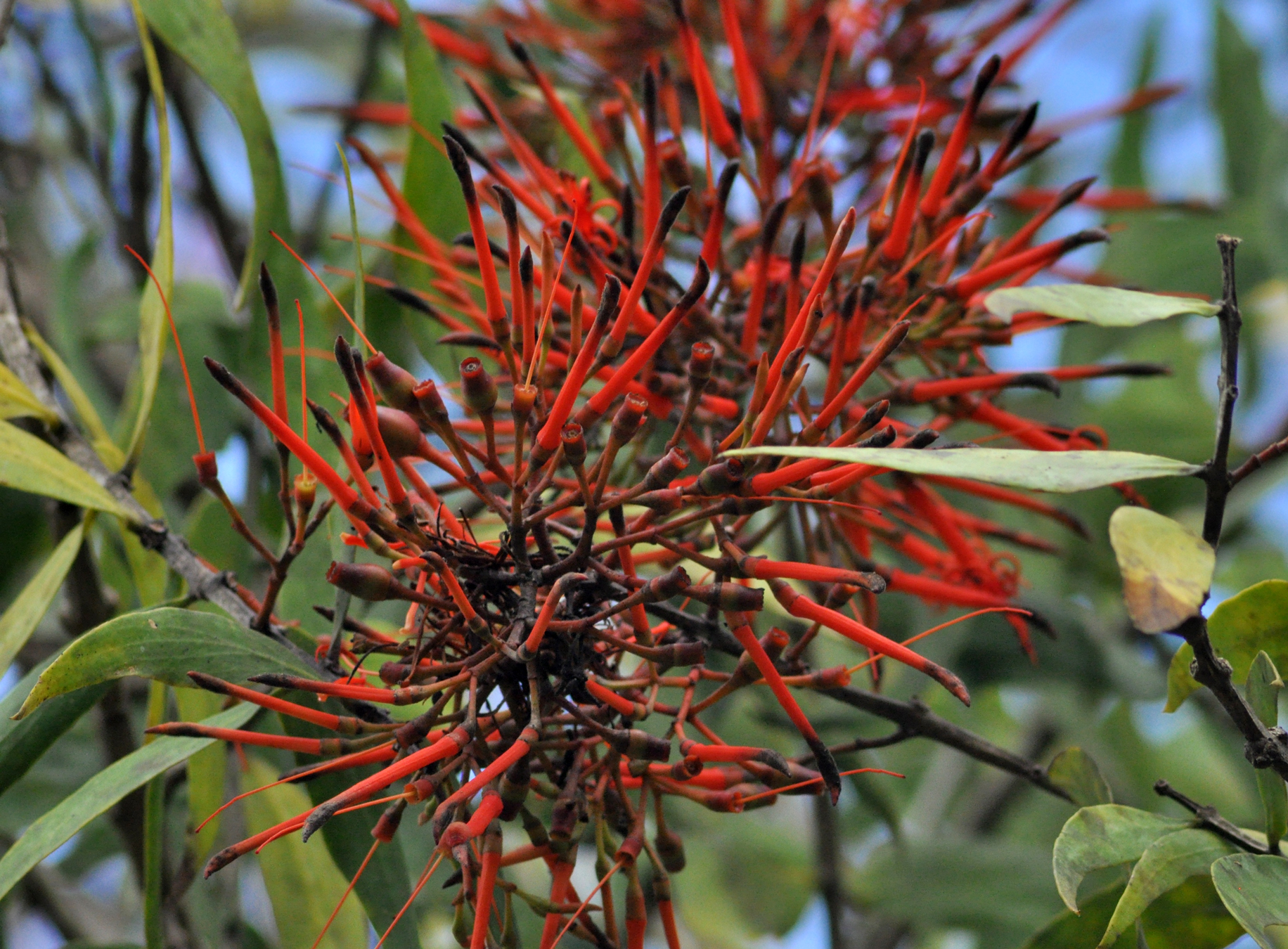 Psittacanthus rhynchanthus