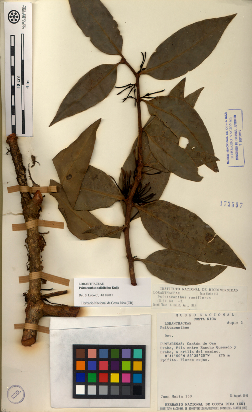 Ejemplar tipo de Psittacanthus salicifolius. Foto: Herbario Nacional.