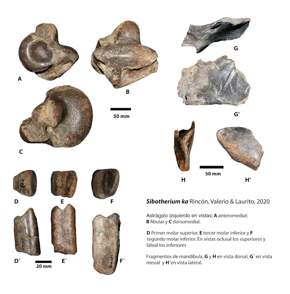 Sibotherium ka