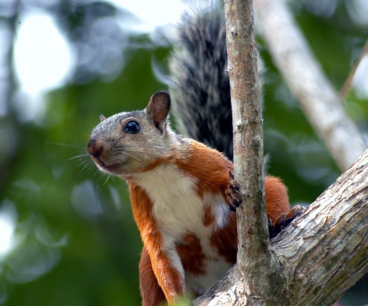 Ardilla variegada o chiza (Sciurus variegatoides).