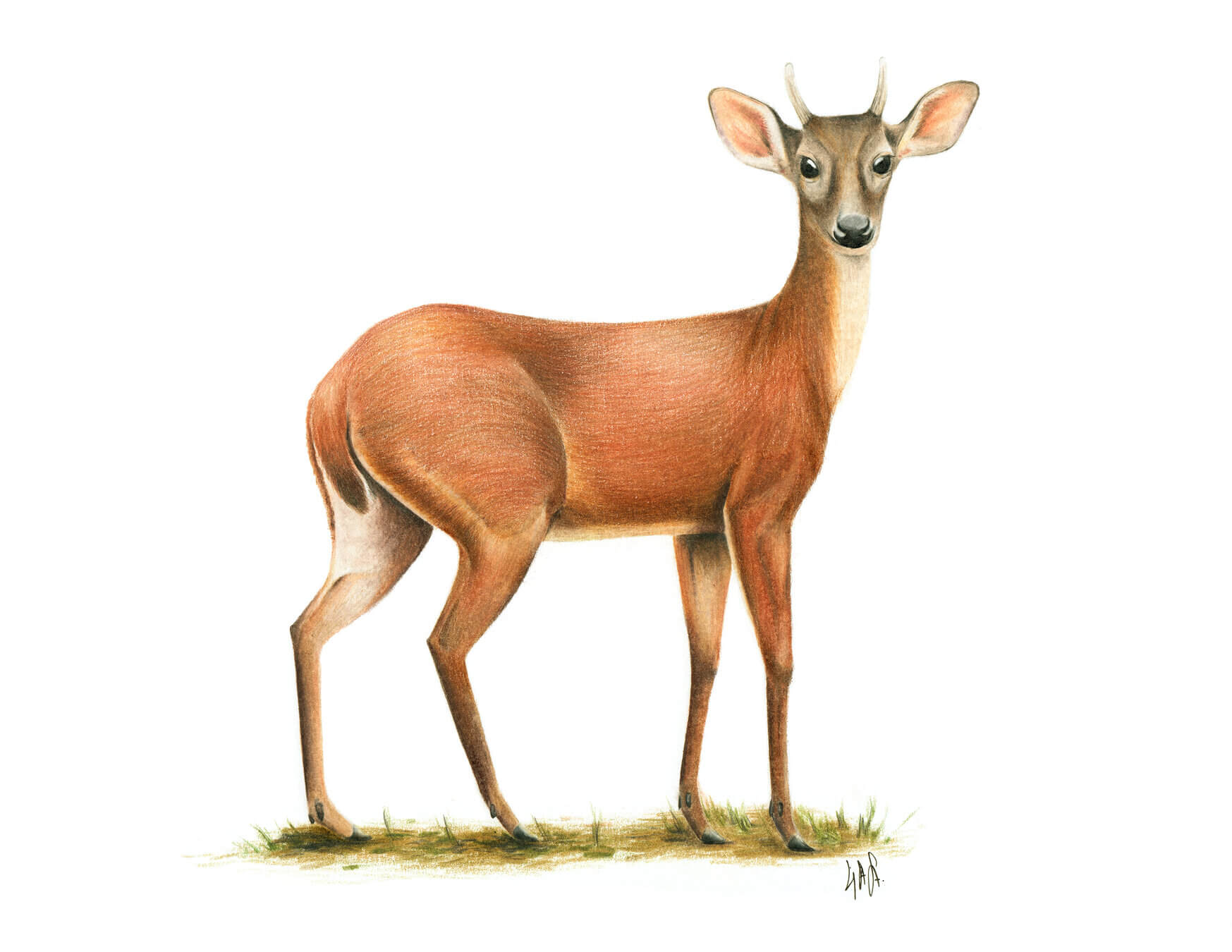 Cabro de monte (Mazama temama)