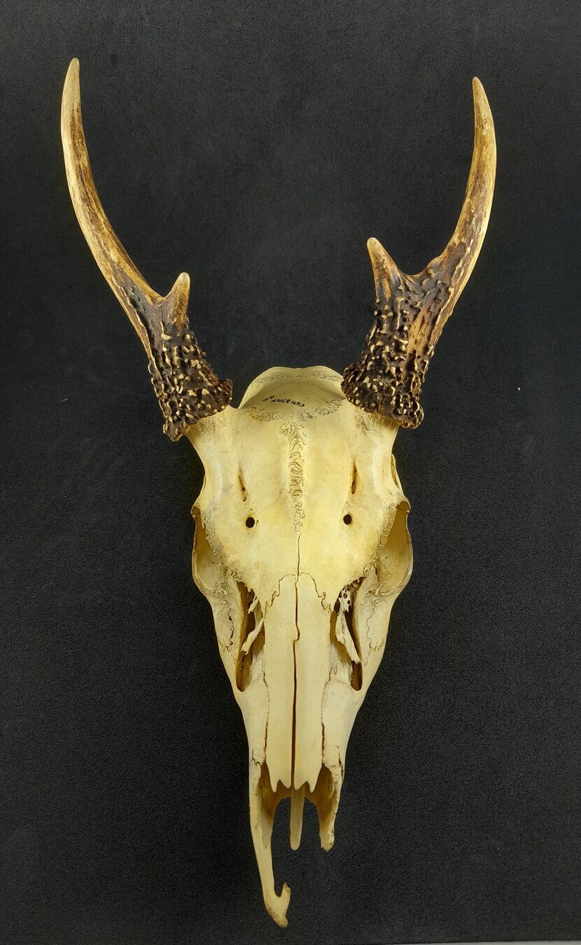 Cráneo venado cola blanca