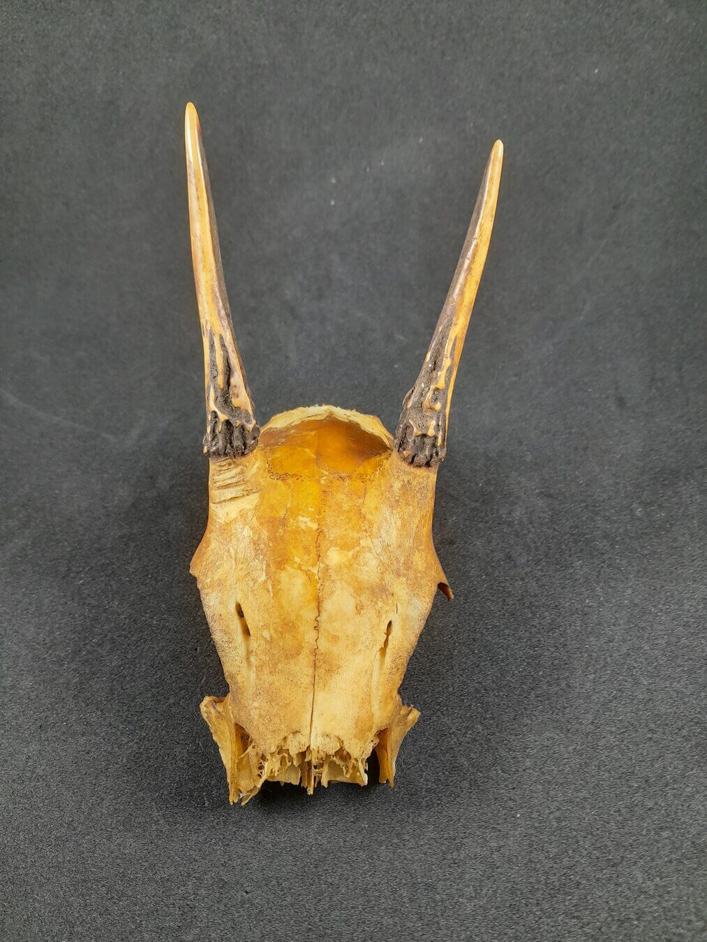 Cráneo de cabro de monte