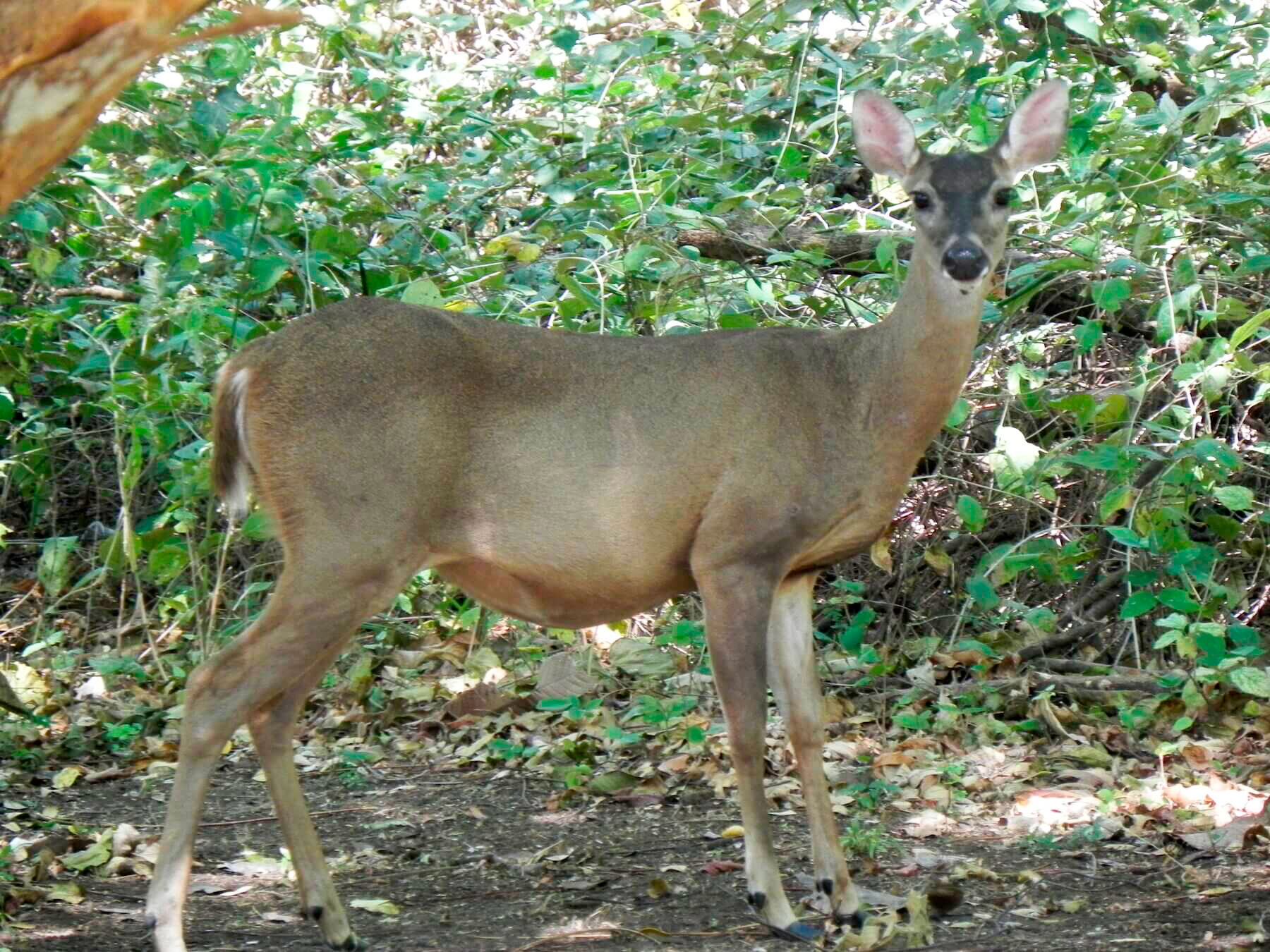 Venado cola blanca hembra