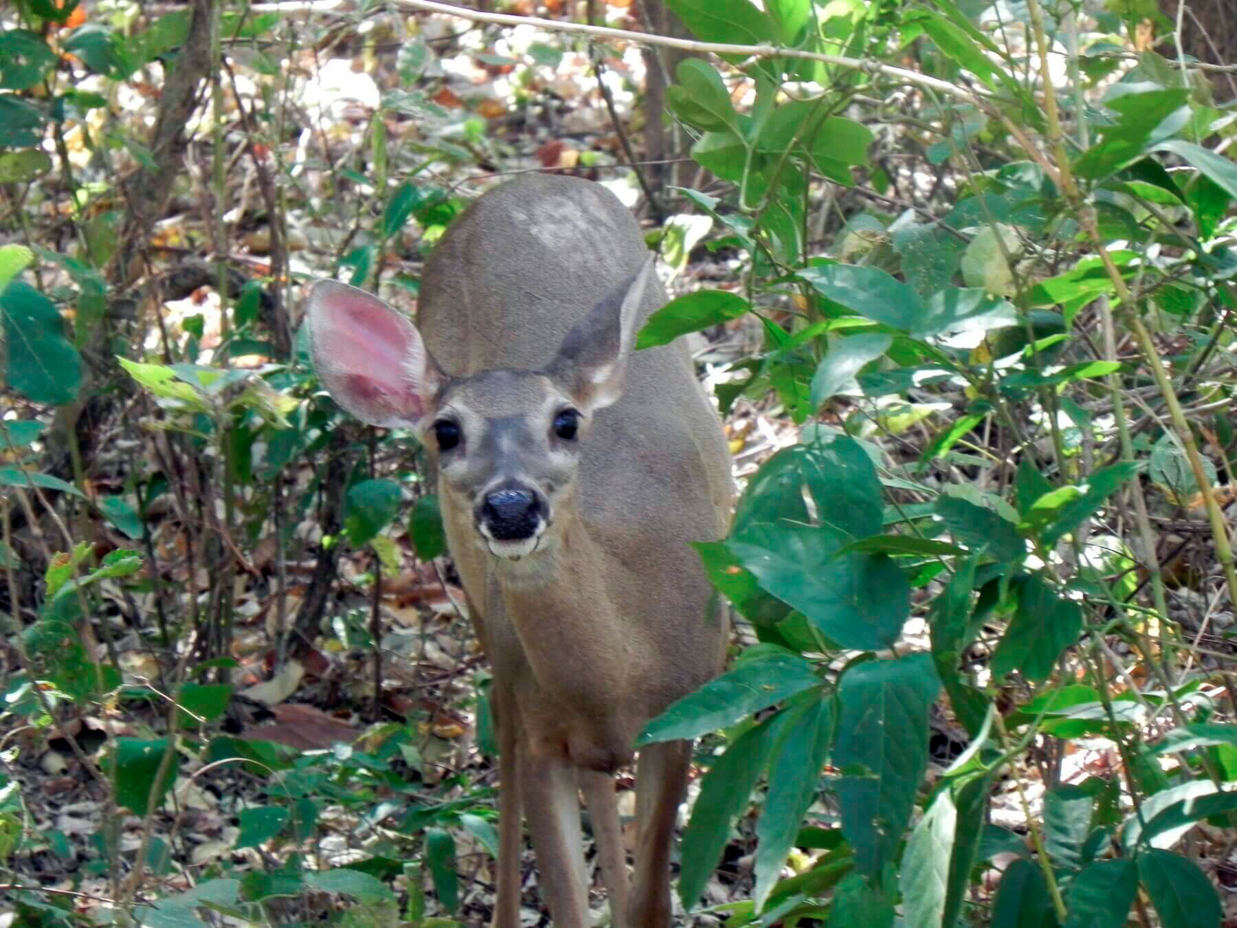Venado cola blanca hembra