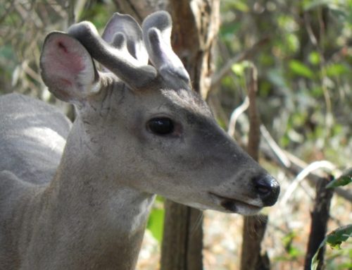 El venado en la cultura costarricense