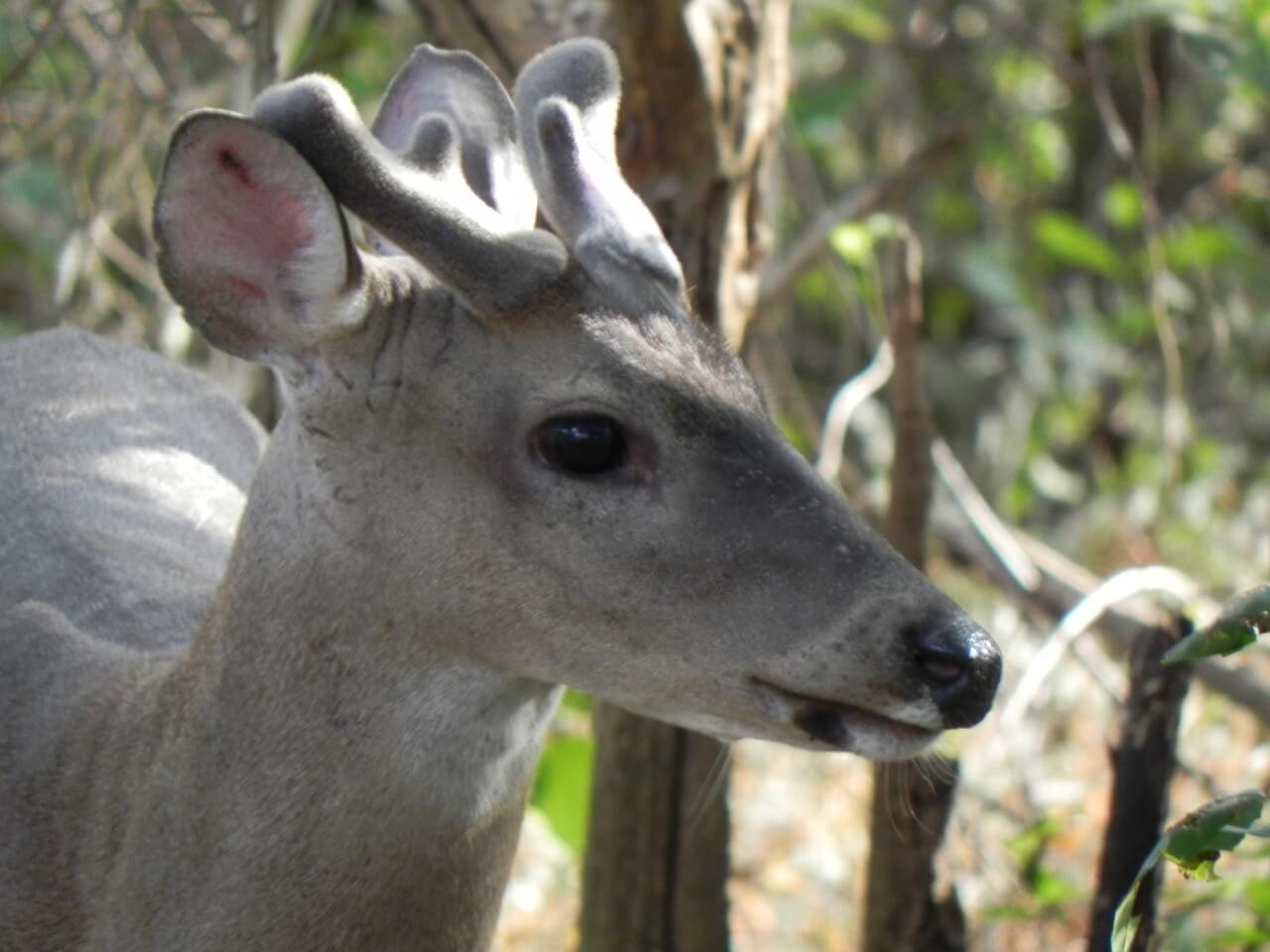 Venado cola blanca macho