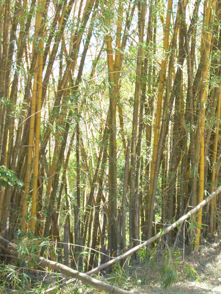 Bambú (Bambusa vulgaris)