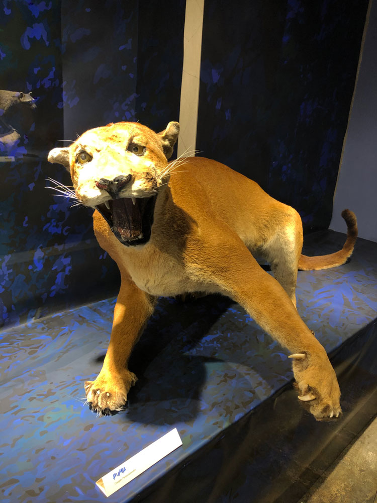 Exhibición Amos de la Noche. Jaguar en taxidermia.