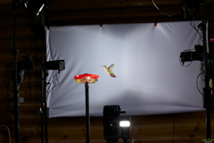 Equipo utilizado por Chuck Fritsch, Cindy Walpole y Julio Peña para fotografiar colibríes.