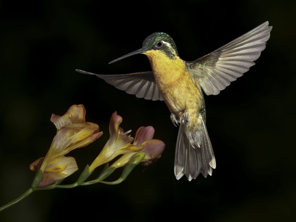 White-throated Mountaingem