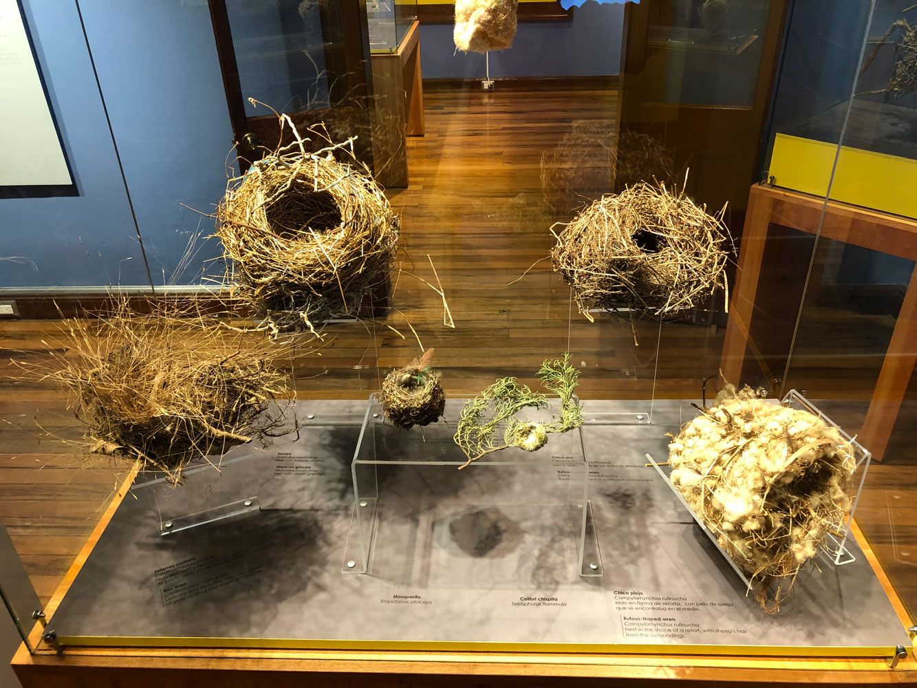 Colección de nidos del Museo Nacional de Costa Rica