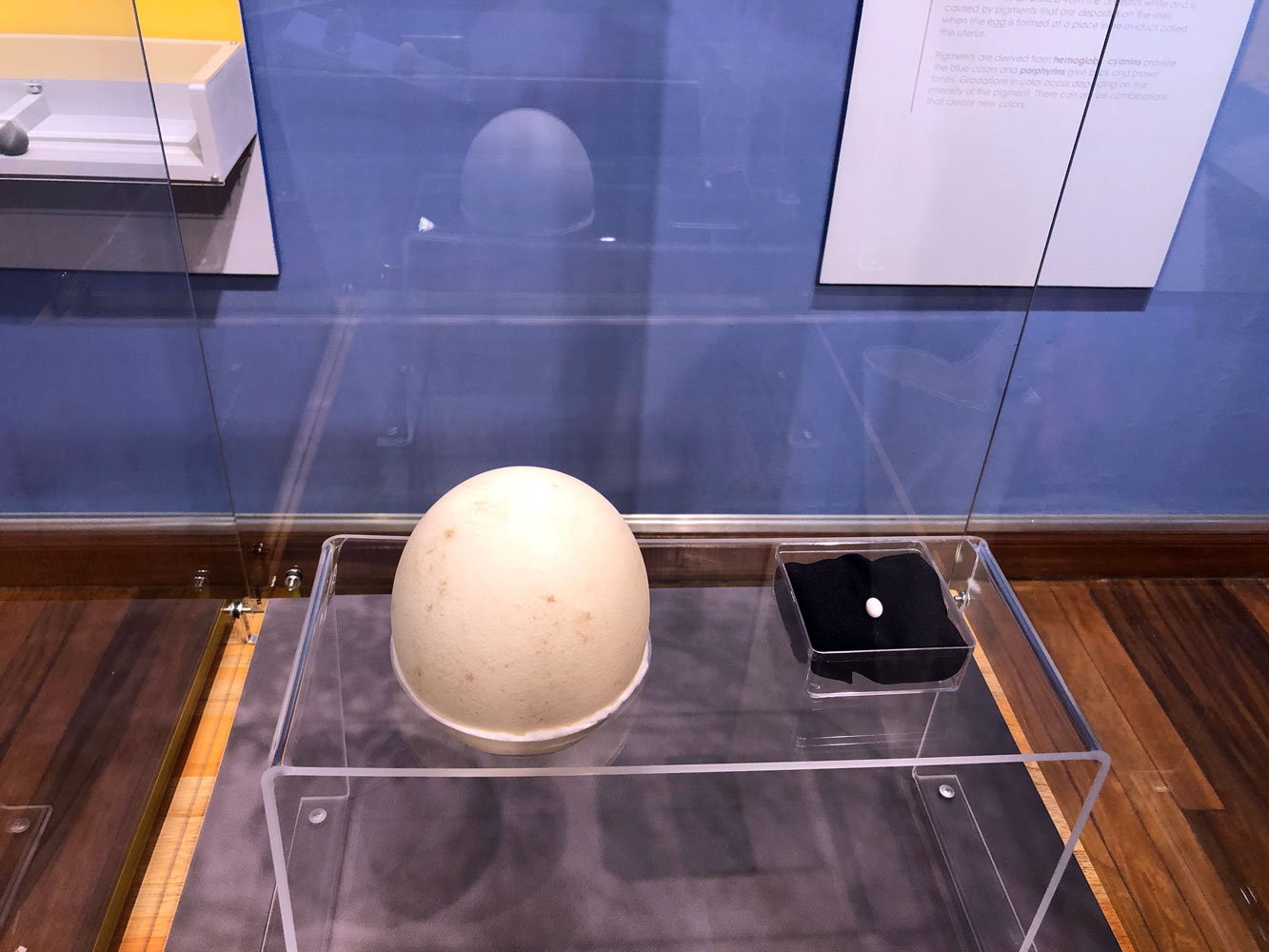 Colección de huevos del Museo Nacional de Costa Rica