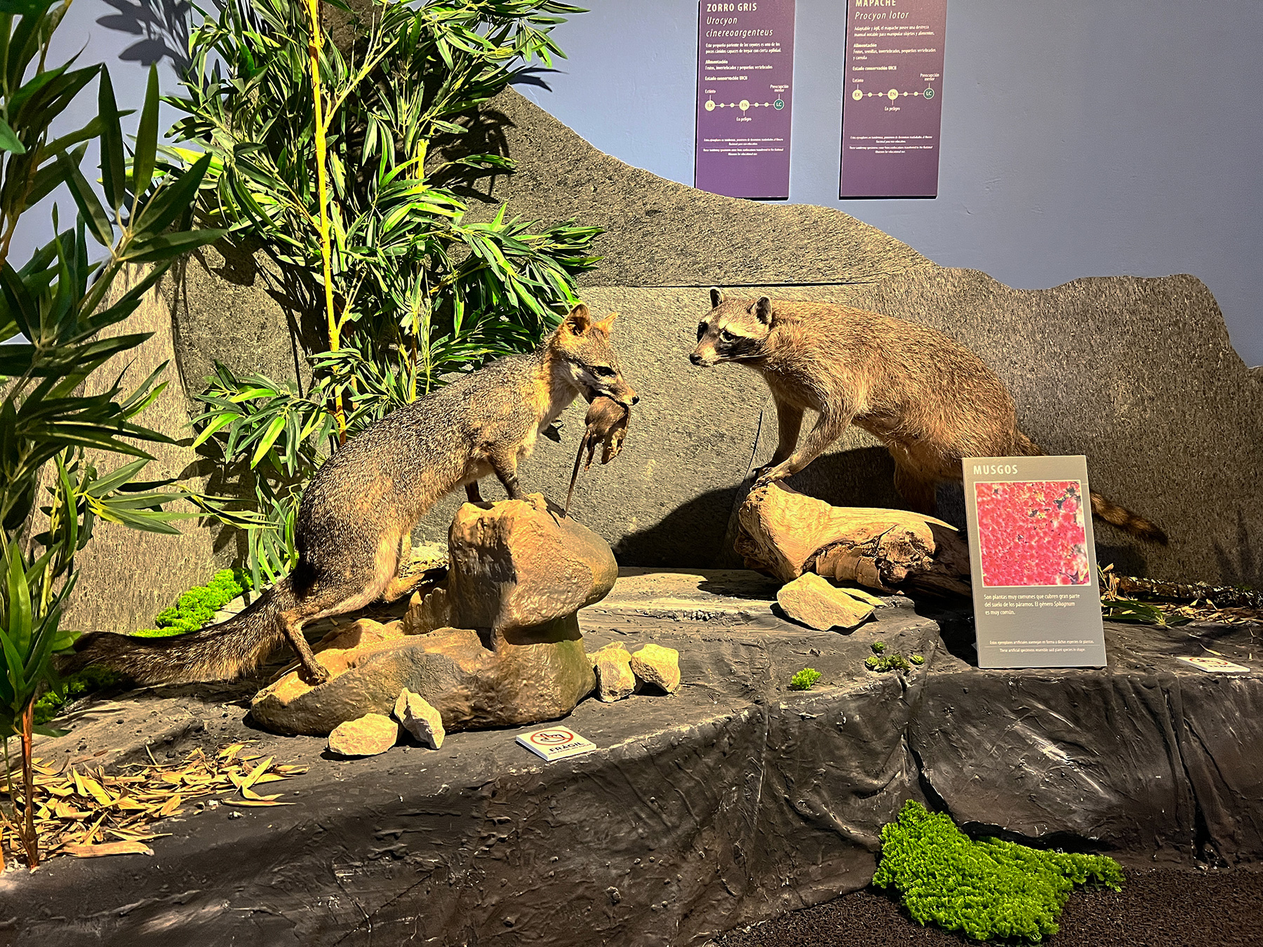 Un zorro gris y un mapache son parte de los ejemplares en taxidermia que se exhiben.