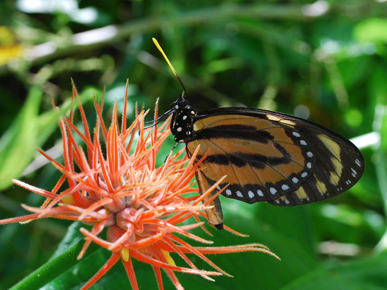 Taller Jardín de Mariposas