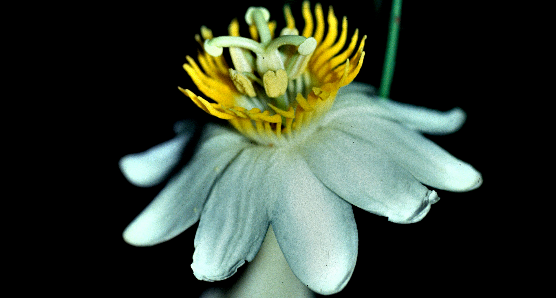 Passiflora tica