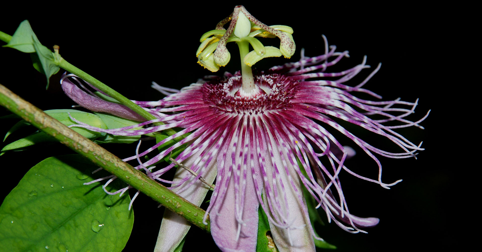 Passiflora oerstedii