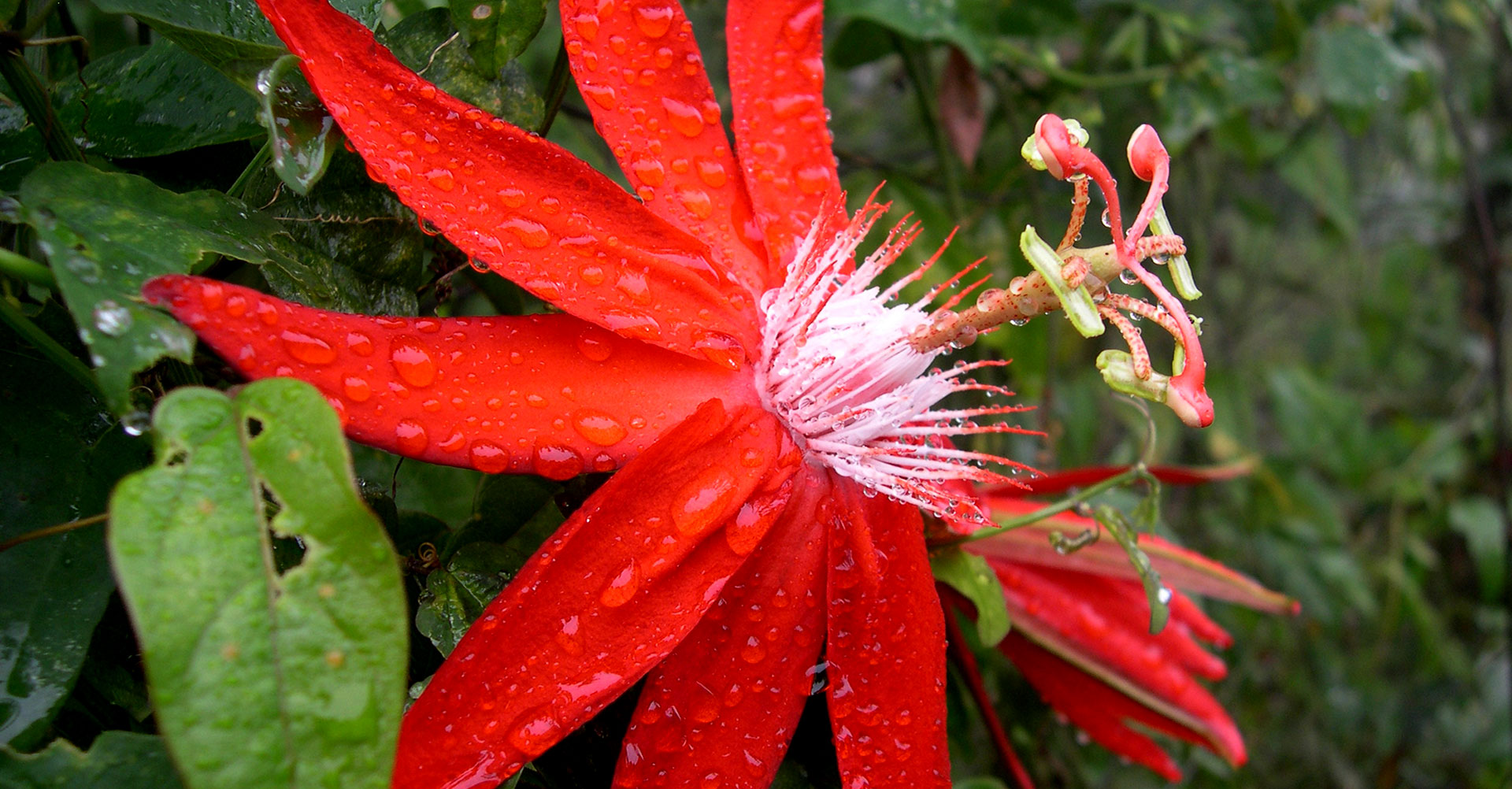 Passiflora vitifolia