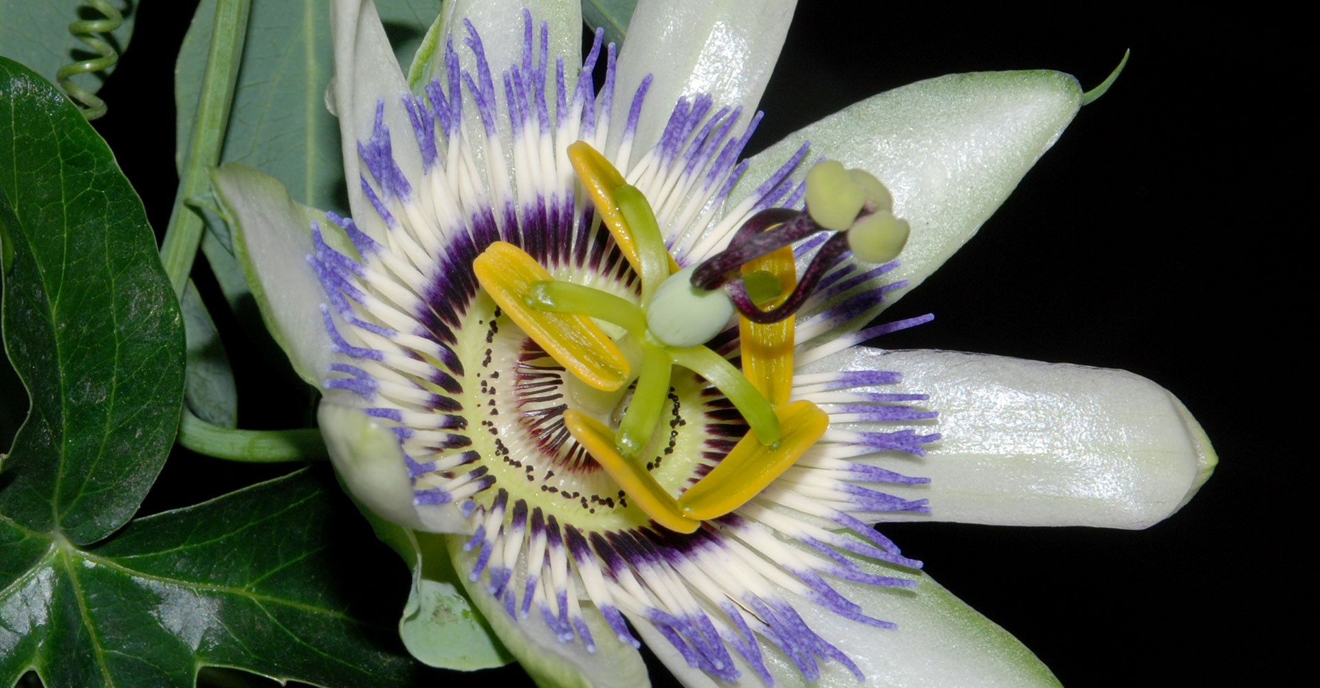 Passiflora caerulea