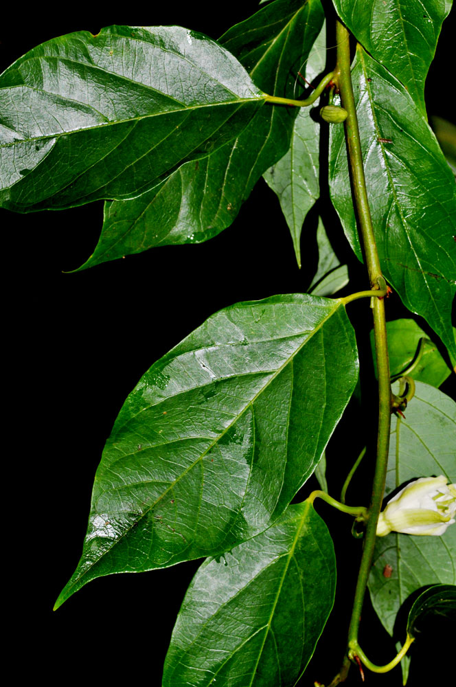 Passiflora chimuensis