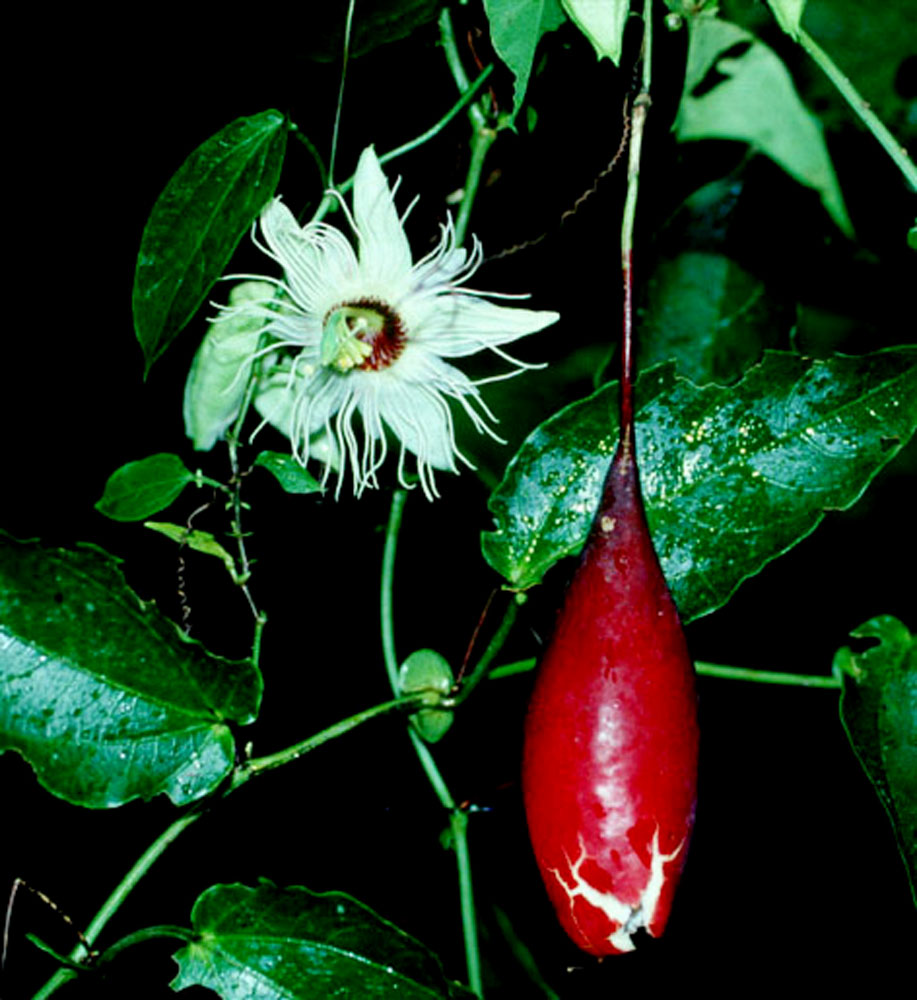 Passiflora dioscoreifolia
