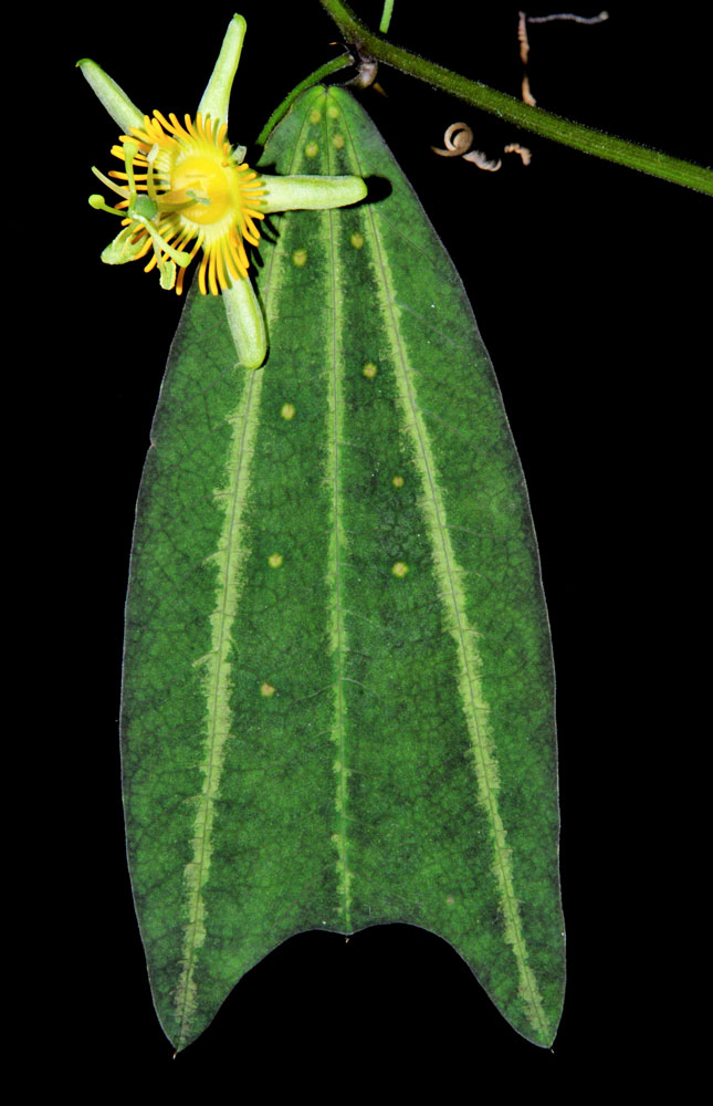 Passiflora gilbertiana