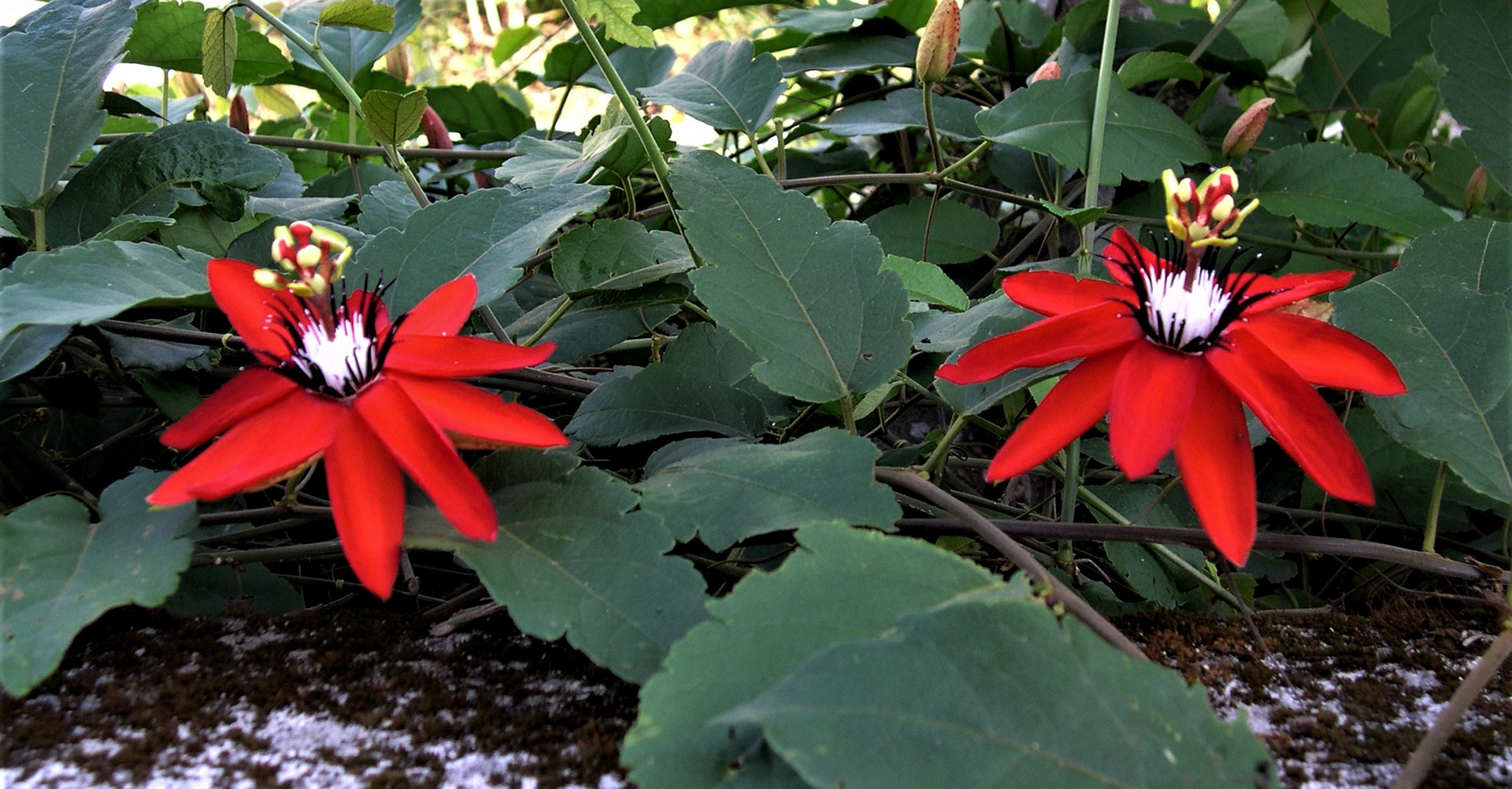 Passiflora miniata