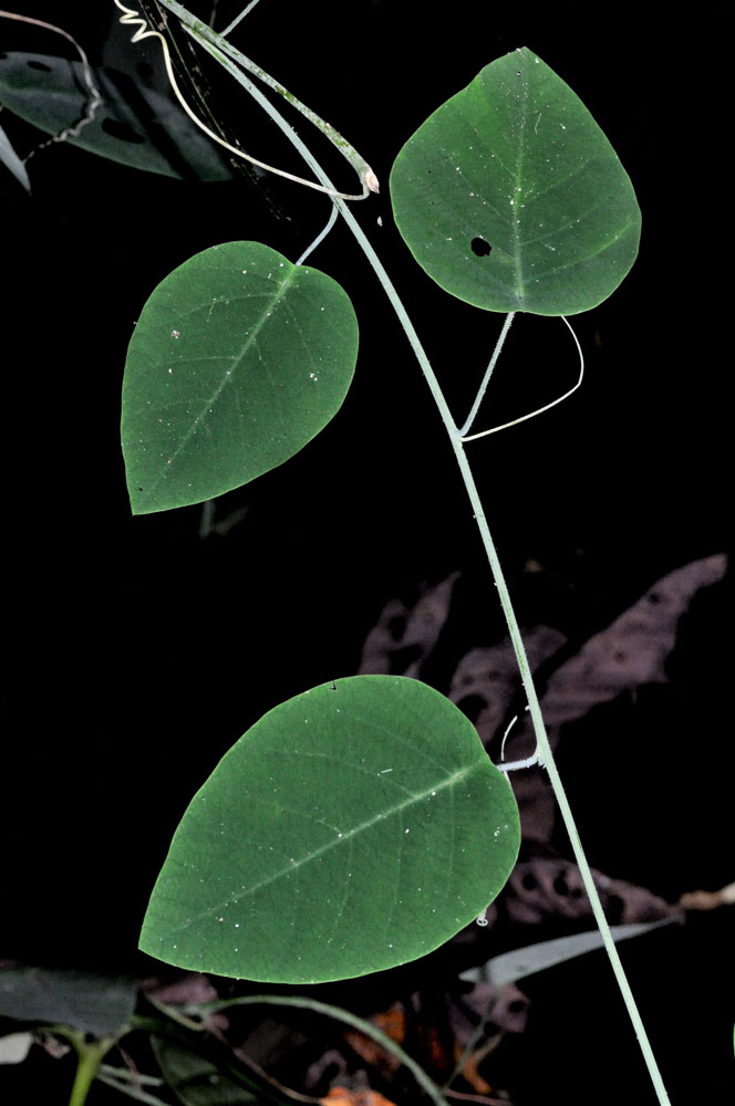 Passiflora eudipabulum
