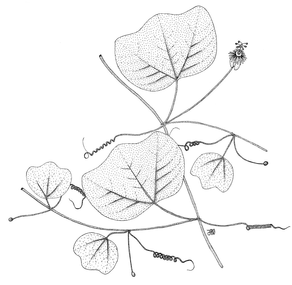 Passiflora filipes