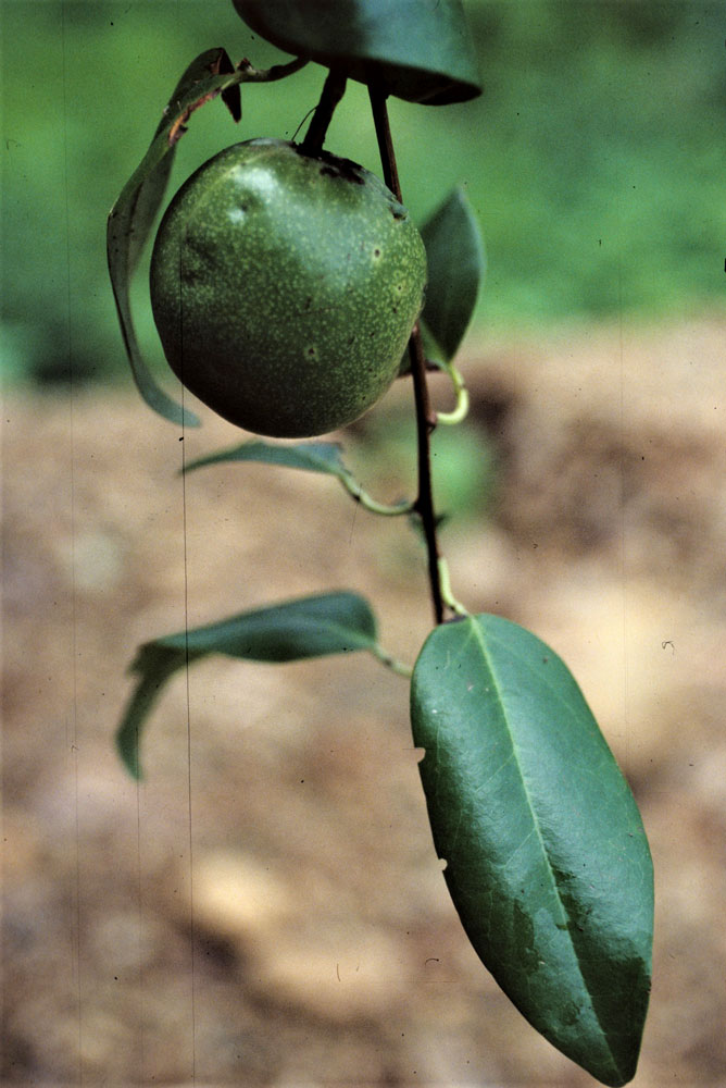 Passiflora obovata