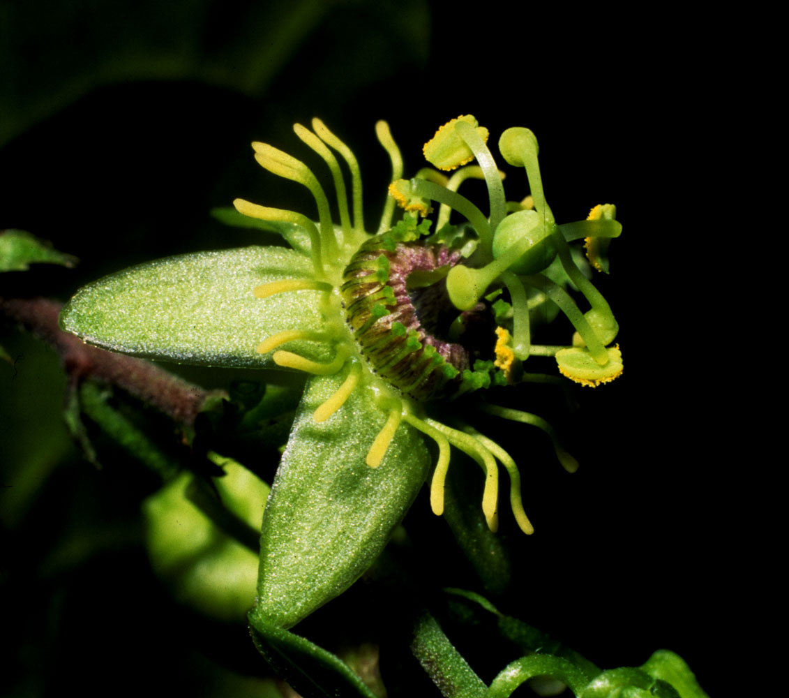Passiflora obtusifolia