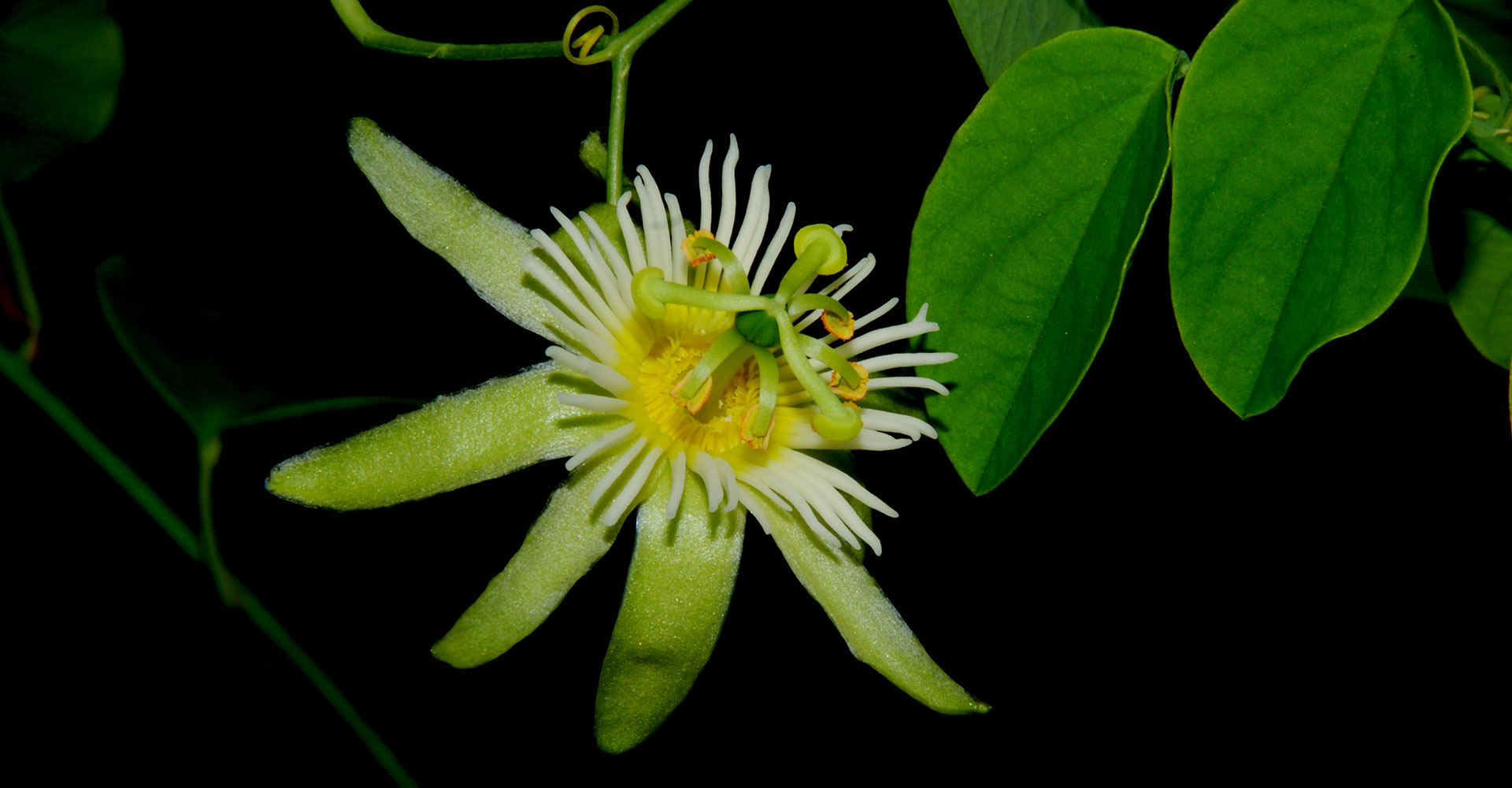 Passiflora arbelaezii