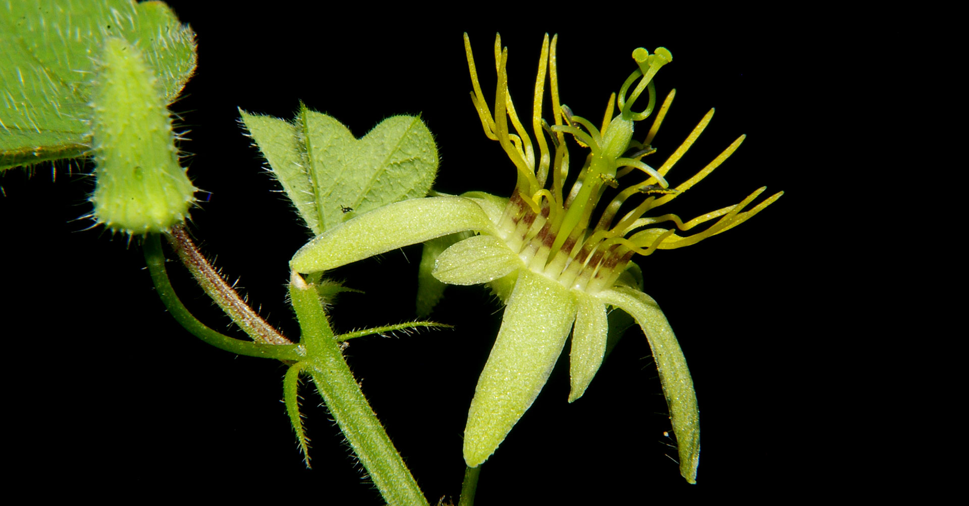 Passiflora pusilla