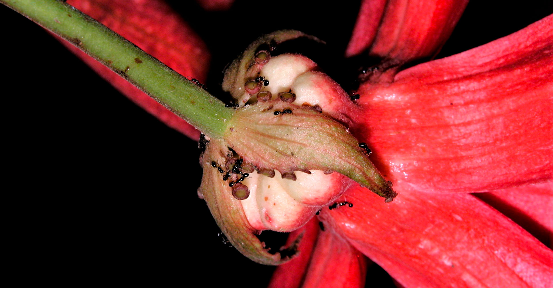 Passiflora vitifolia