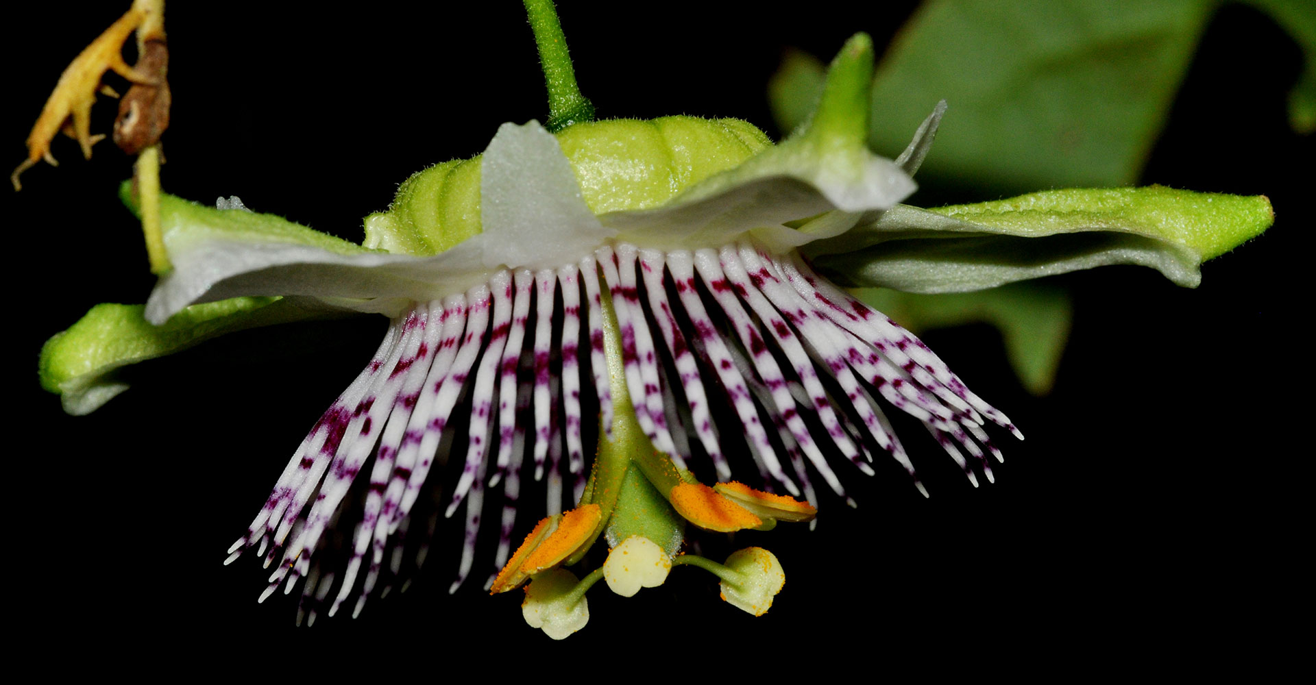 Passiflora adenopoda