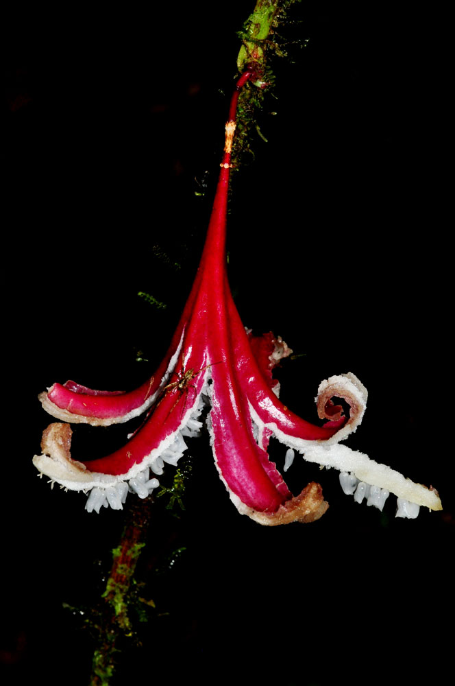 Passiflora costaricensis